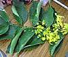 Photo_2