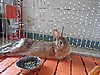 Usagi