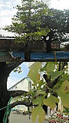 Photo_2